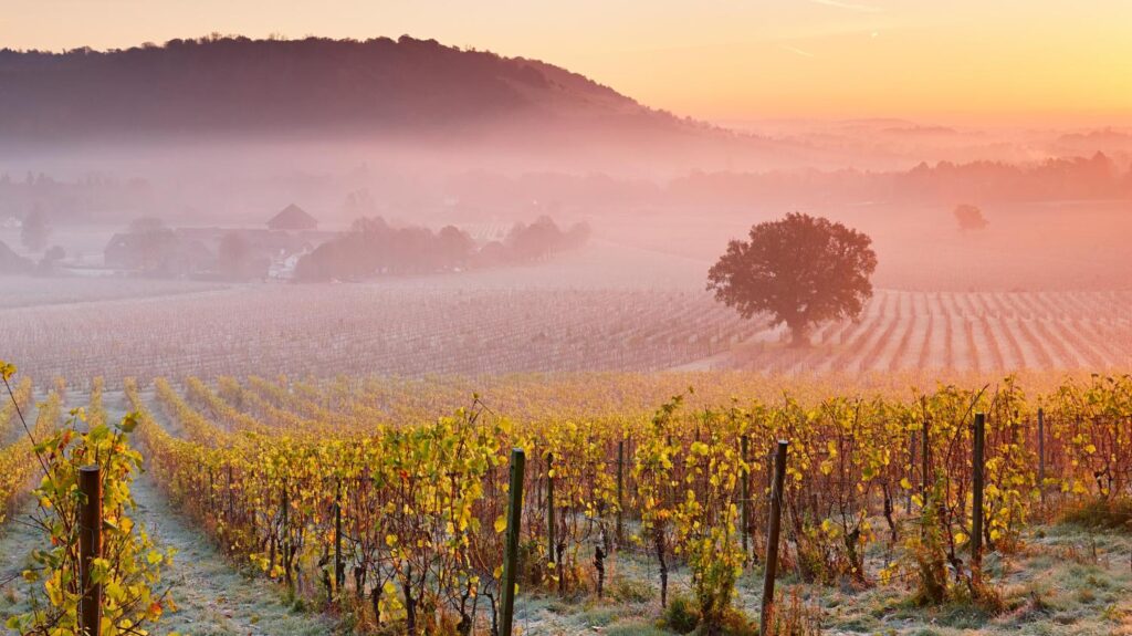 English Sparkling Wine Vineyard