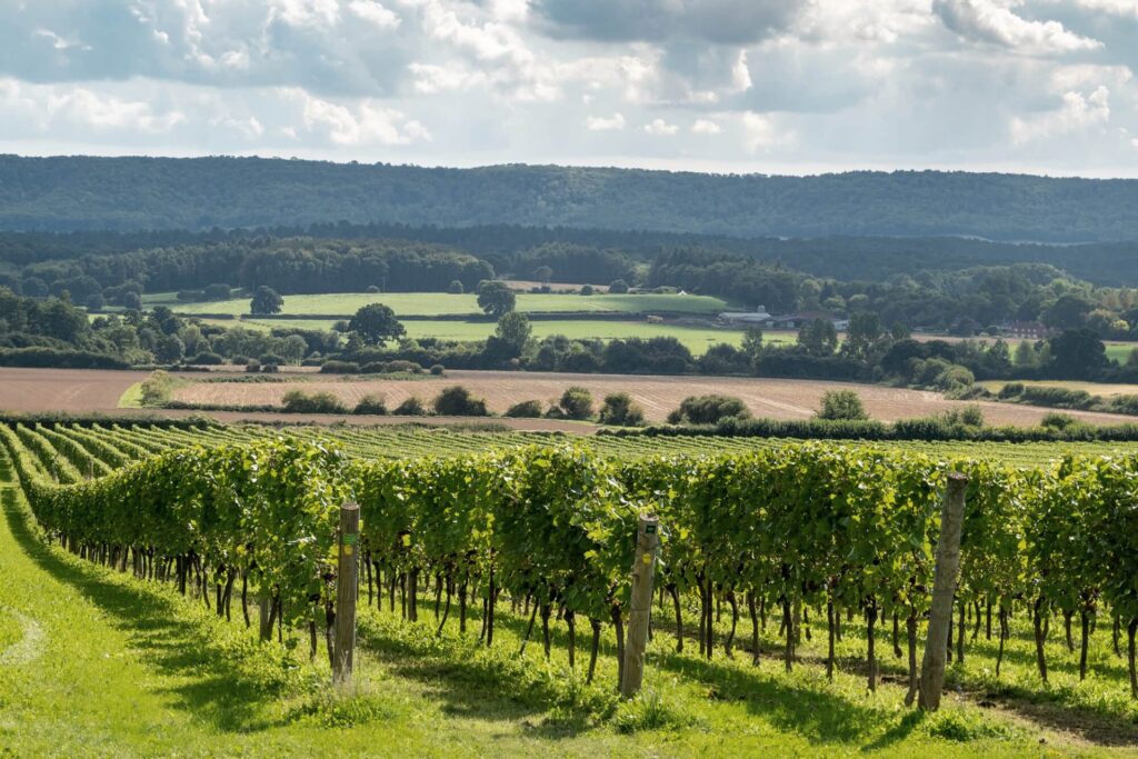 English Sparkling Wine