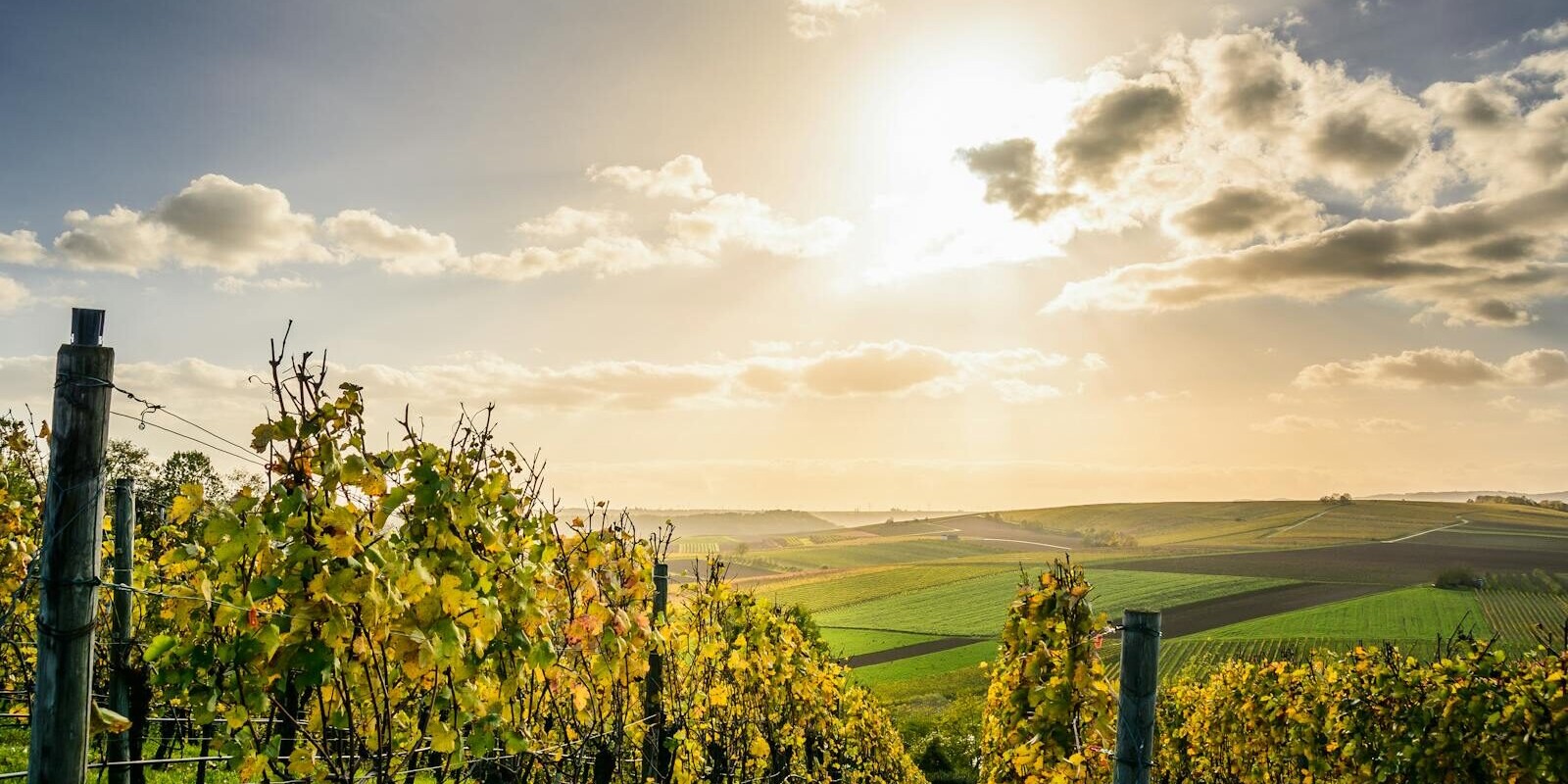 Scenic view of a sunlit vineyard under a bright sky in Lauffen am Neckar, Germany.