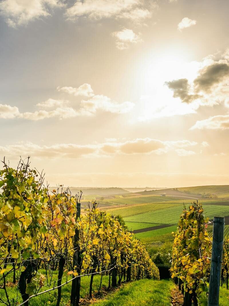 Scenic view of a sunlit vineyard under a bright sky in Lauffen am Neckar, Germany.