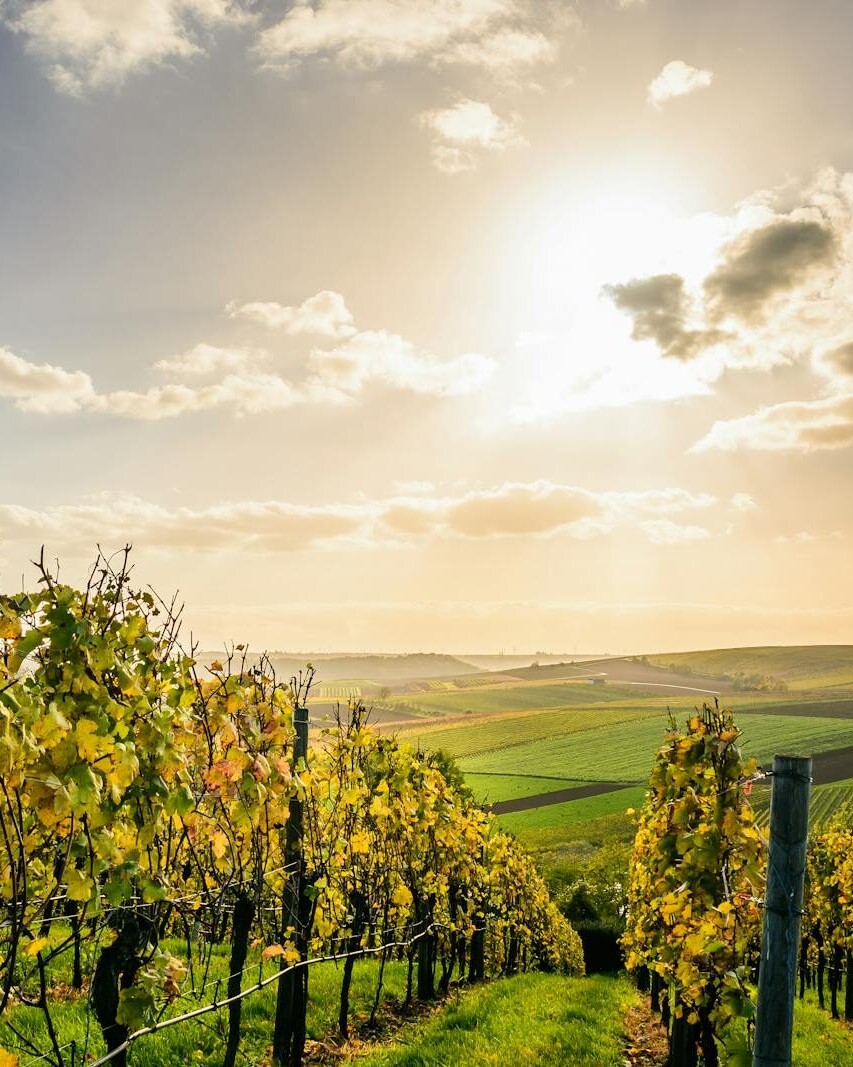 Scenic view of a sunlit vineyard under a bright sky in Lauffen am Neckar, Germany.